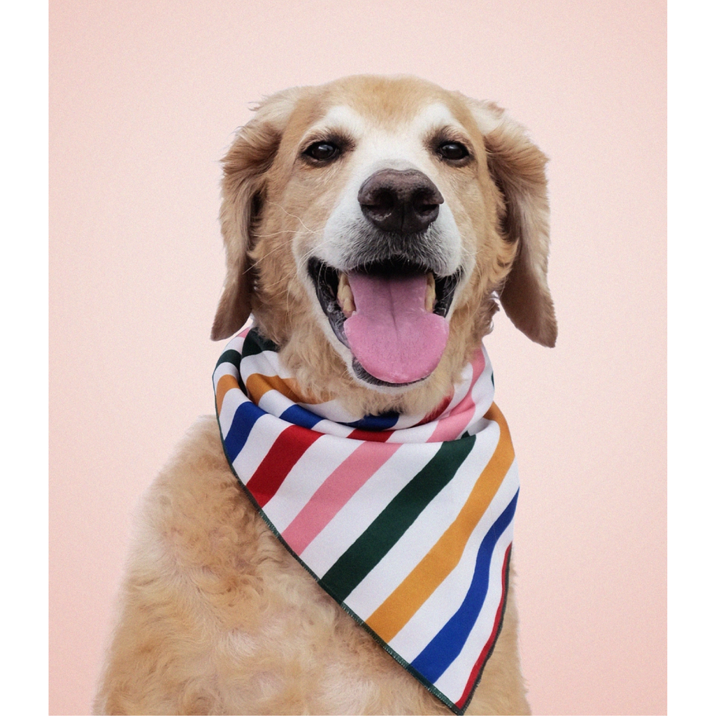 Primary Stripes Pet Bandana - Freshie & Zero Studio Shop