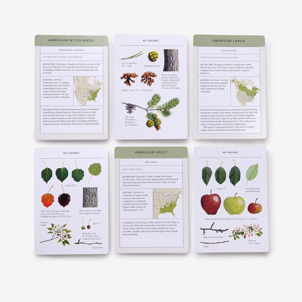 Sibley Tree Identification Flashcards - Freshie & Zero Studio Shop