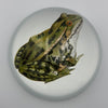 Prince Frog Glass Dome Paperweight - Freshie & Zero Studio Shop
