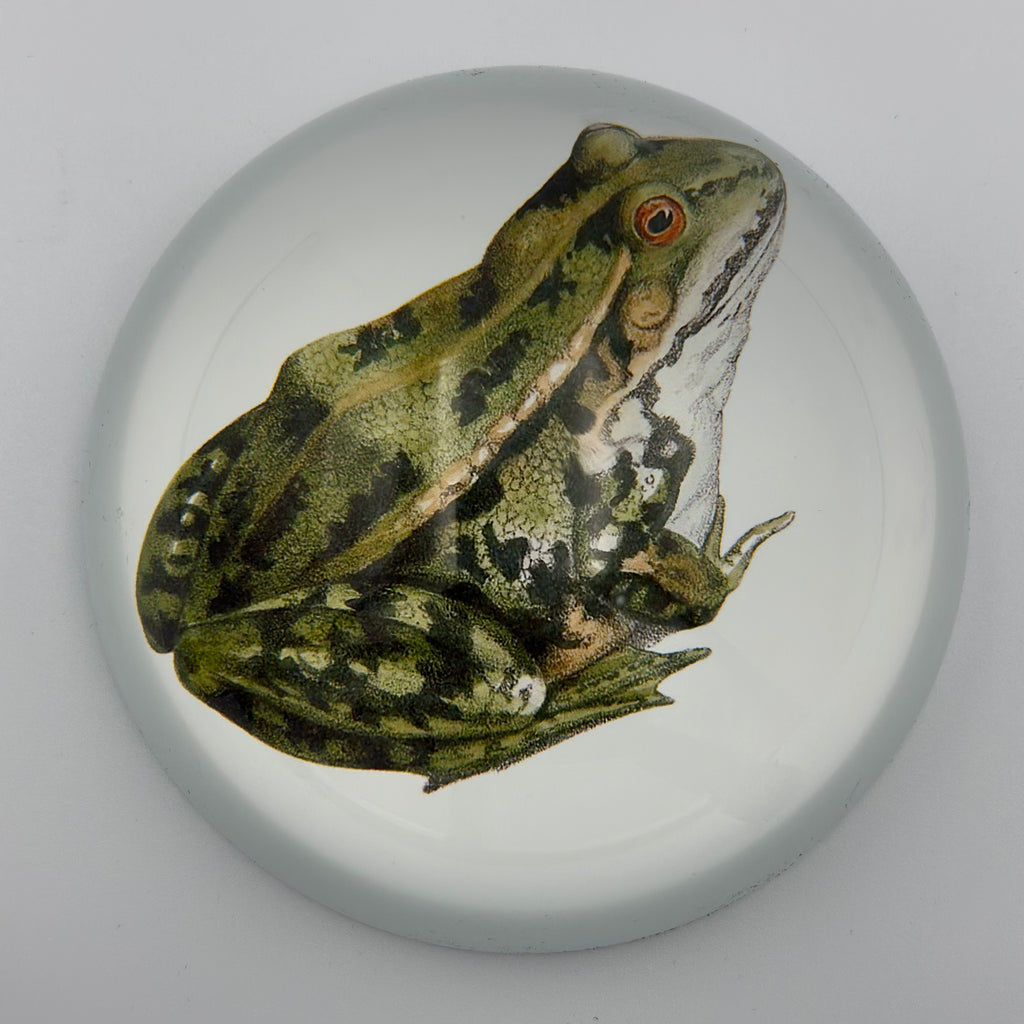 Prince Frog Glass Dome Paperweight - Freshie & Zero Studio Shop
