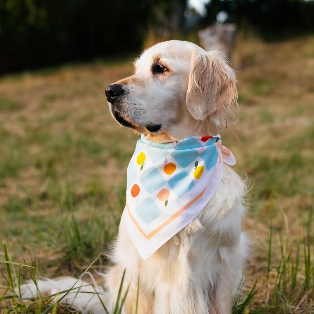 Clementine Bandana - Art by Ciara - Freshie & Zero Studio Shop