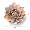 France Collection Ceramic Wall Flower: 5.5" Pink Sand Starbrite Water Lily - Freshie & Zero Studio Shop