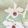 White Orchid In Water Risograph Art Print - 10x12 - Freshie & Zero Studio Shop