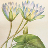 Nymphaea-Caerulea Risograph Art Print - 10x12 - Freshie & Zero Studio Shop