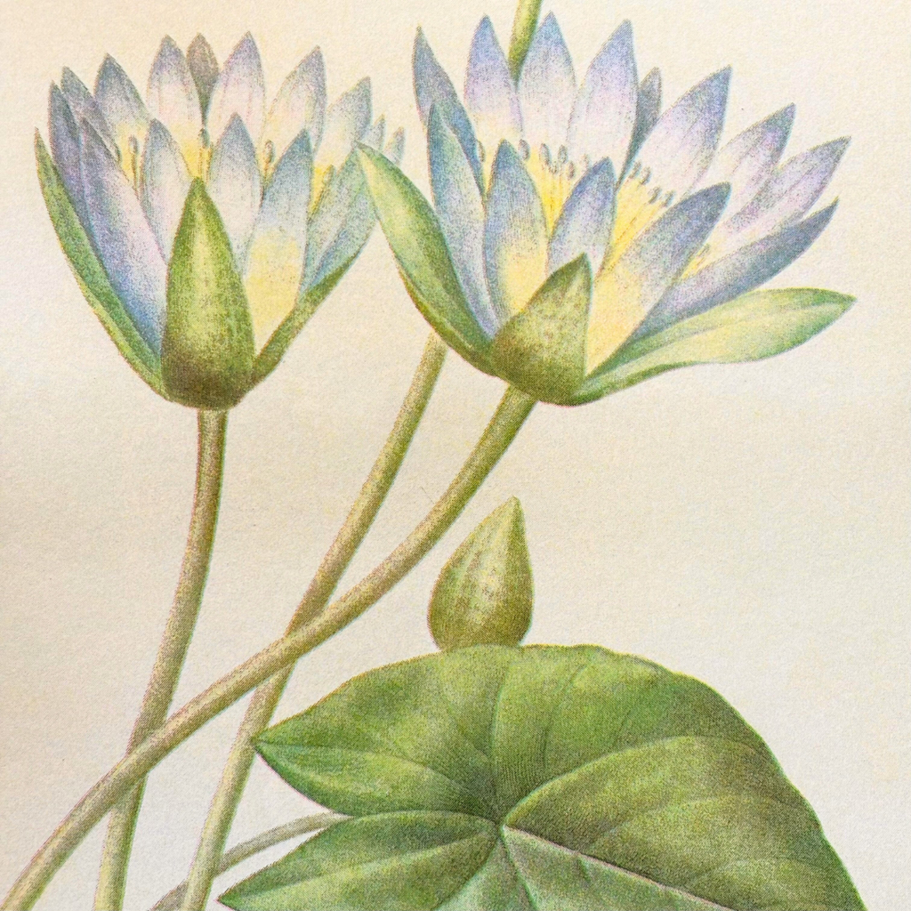 Nymphaea-Caerulea Risograph Art Print - 10x12 - Freshie & Zero Studio Shop