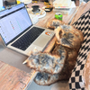 Sylvia the Sloth Extra Large Plush Toy - Freshie & Zero Studio Shop