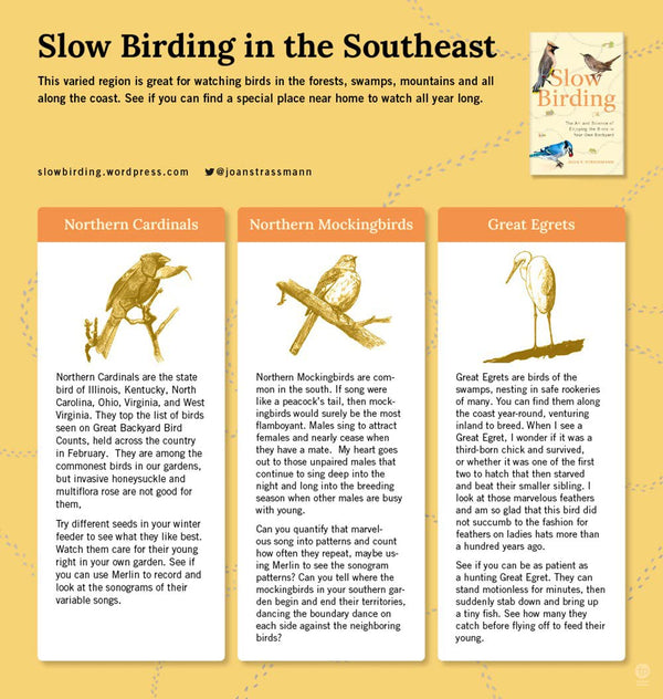 Slow Birding: Enjoying the Birds in Your Own Backyard - Freshie & Zero Studio Shop